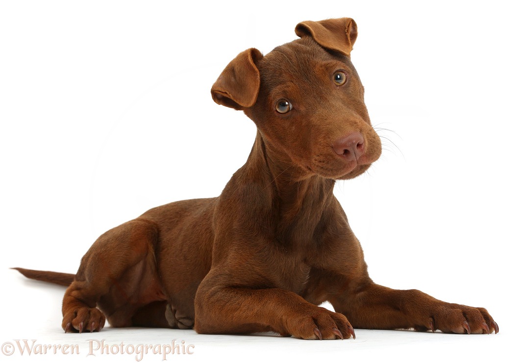 Patterdale Terrier dog puppy, Korka, 4 months old, white background