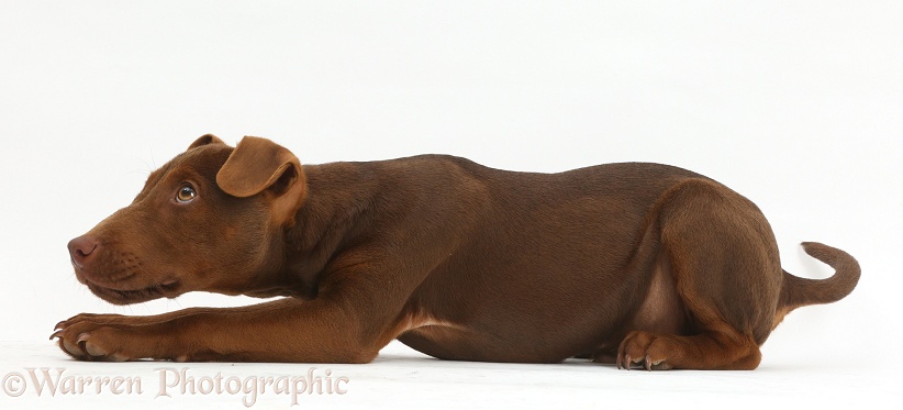 Patterdale Terrier dog puppy, Korka, 4 months old, with head low, looking up, white background