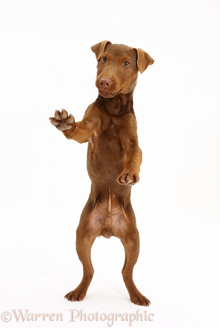 Patterdale Terrier dog puppy, Korka, 4 months old, standing up on hind legs, white background