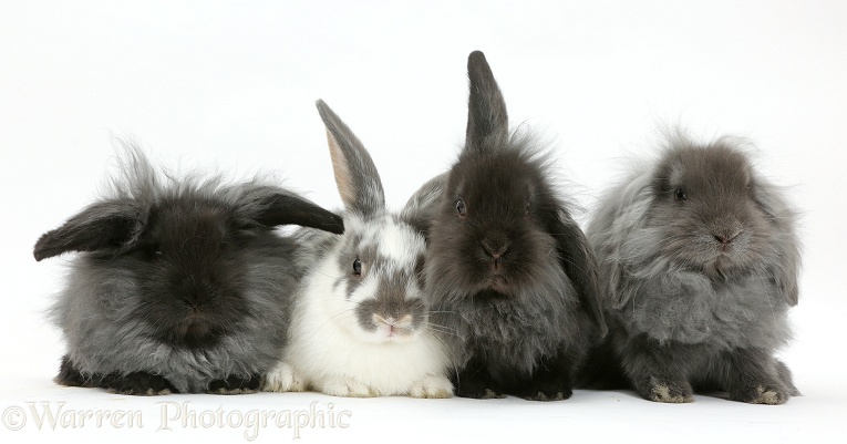 Four fluffy Lionhead x Lop bunnies in a row, white background