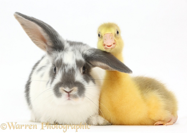 Embden x Greylag Gosling and bunny, white background