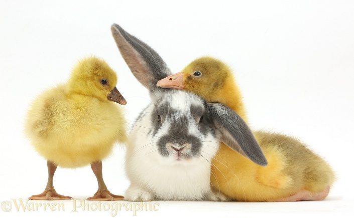Embden x Greylag Goslings and bunny, white background