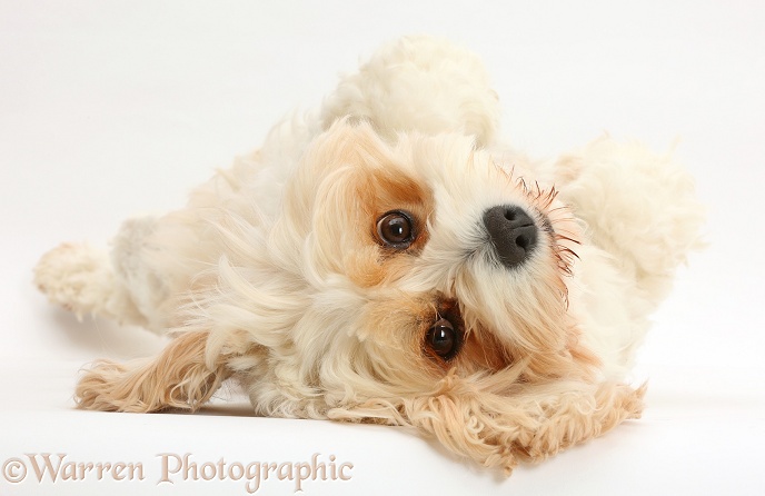 Cavachon bitch, Frazzle, 4 years old, lying upside down, white background