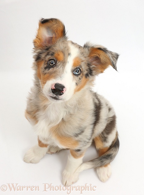 Tricolour merle Collie puppy, Indie, 10 weeks old, white background