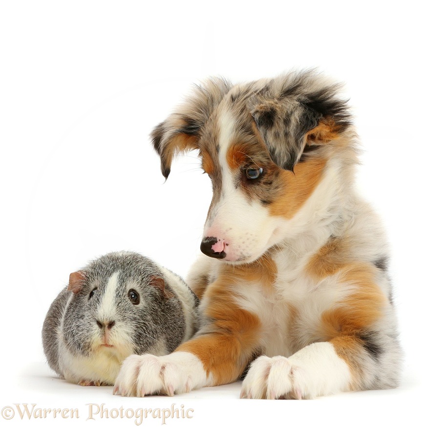 Tricolour merle Collie puppy, Indie, 10 weeks old, with silver-and-white Guinea pig, white background