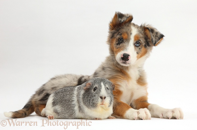 Tricolour merle Collie puppy, Indie, 10 weeks old, with silver-and-white Guinea pig, white background