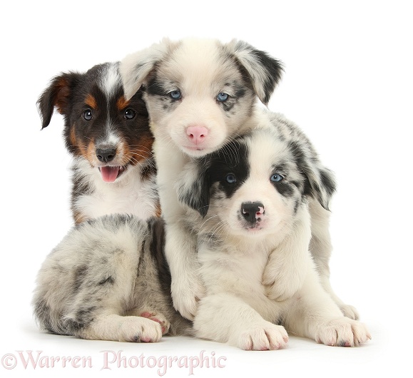 Three cute merle and tricolour Border Collie pups, white background