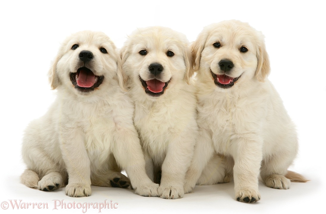 Three happy Golden Retriever pups, white background