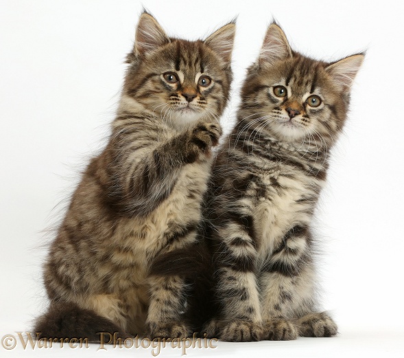 Two tabby kittens sitting together, white background