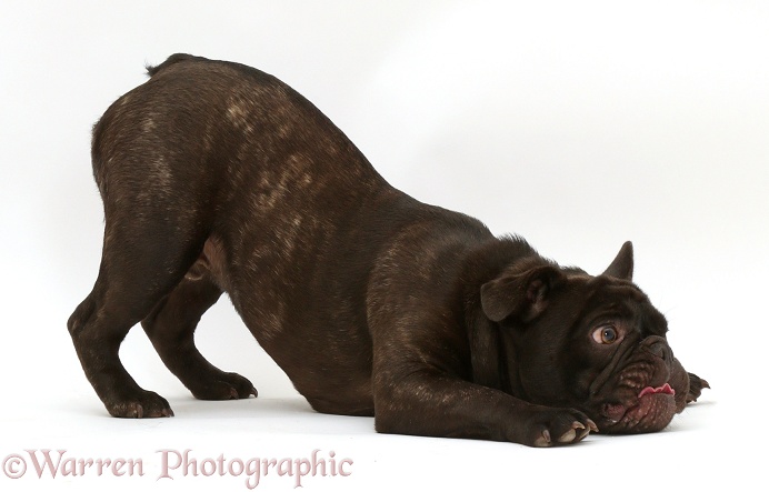 French Bulldog, Bentley, in play-bow, white background