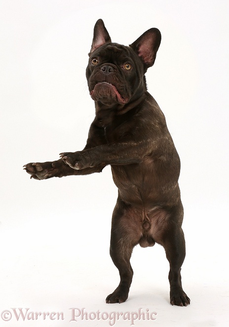 French Bulldog, Bentley, in leaping up, white background