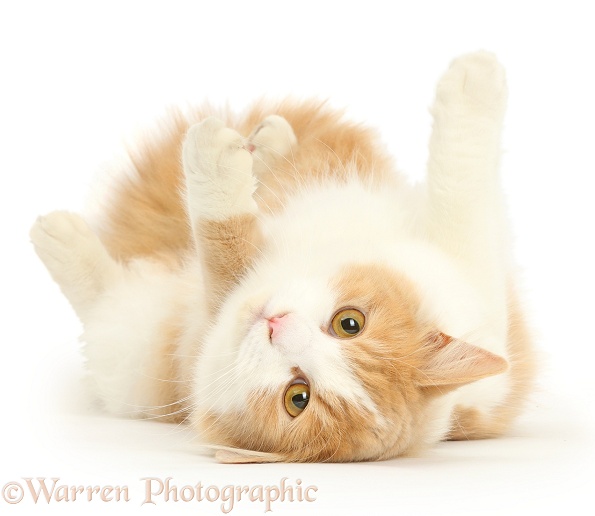 Ginger-and-white Siberian cat, 1 year old, lying on her back, white background