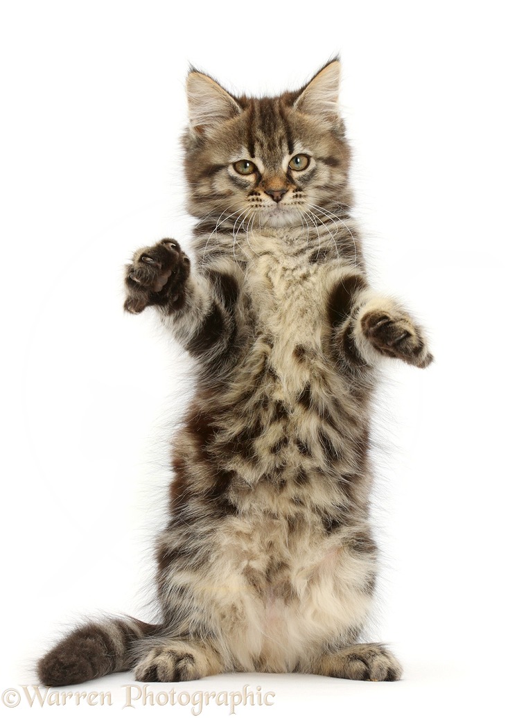 Tabby kitten reaching up, white background