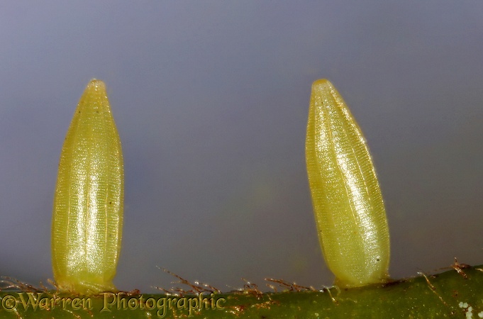 Brimstone Butterfly (Gonepteryx rhamni) eggs on Alder Buckthorn (Frangula alnus) leaf