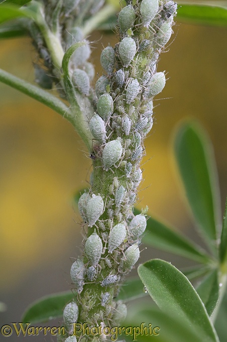 Lupine Aphid (Macrosiphon albifrons)