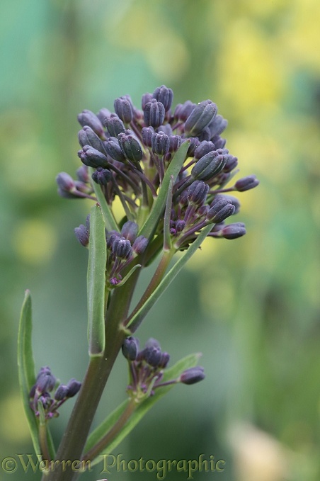 Purple sprouting broccoli