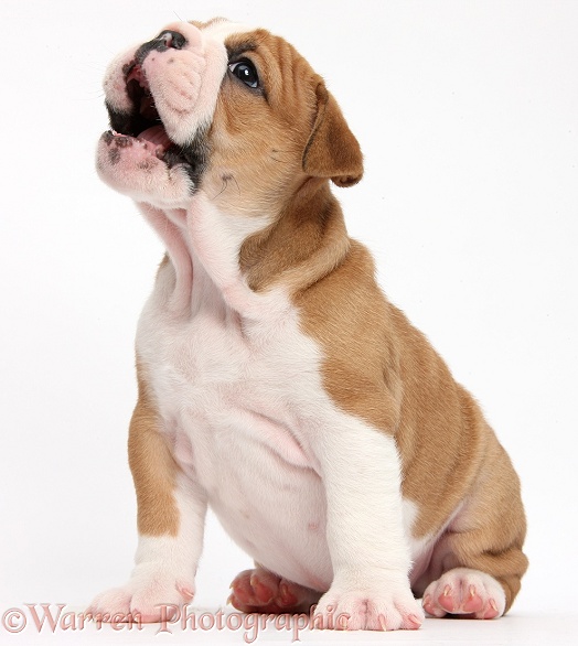 Cute bulldog pup, 5 weeks old, singing, white background