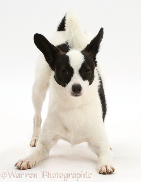 Papillon x Jack Russell Terrier dog, 20 months old, in play-bow, white background