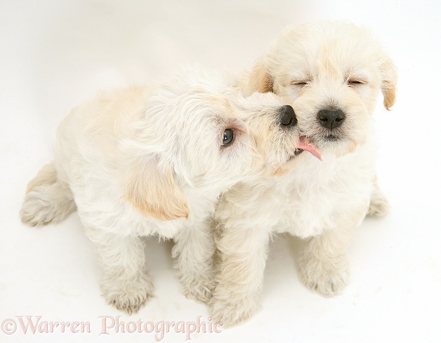 Woodle (West Highland White Terrier x Poodle) pups licking, white background