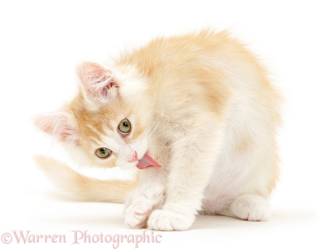 Light ginger Maine Coon kitten licking his arm, white background