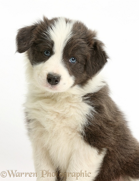 Border Collie puppy, white background