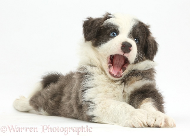 Border Collie puppy lying playfully stretched out, white background