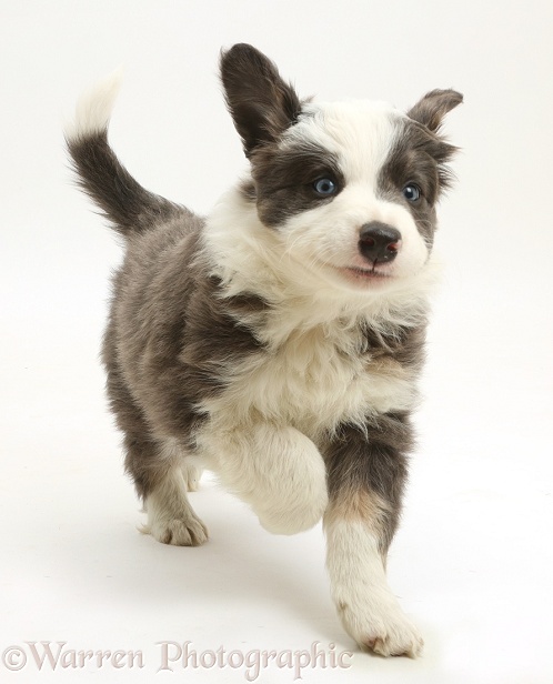 Border Collie puppy running, white background