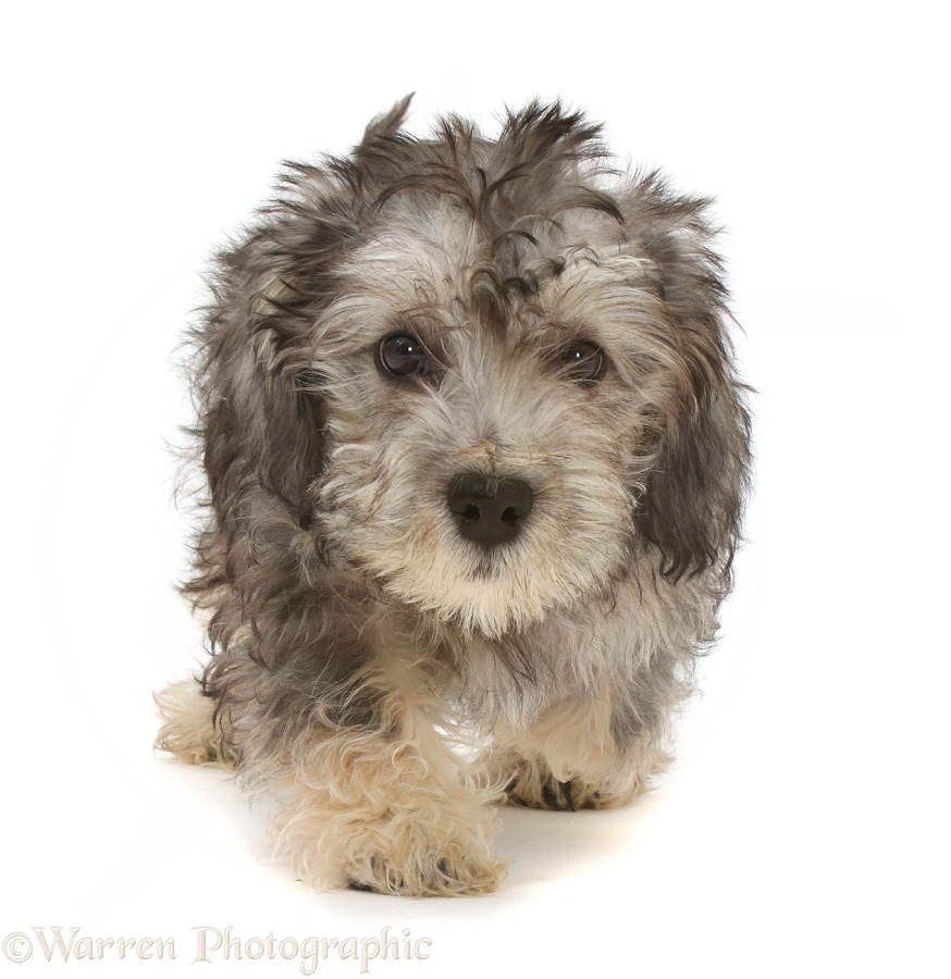 Dandie Dinmont Terrier puppy, 15 weeks old, running, white background
