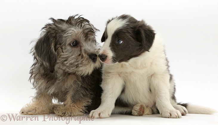 Dandie Dinmont Terrier and Border Collie puppies, sitting nose-to-nose, white background