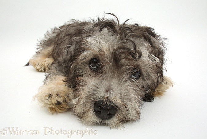Dandie Dinmont Terrier puppy, 15 weeks old, lying with chin on the floor, white background