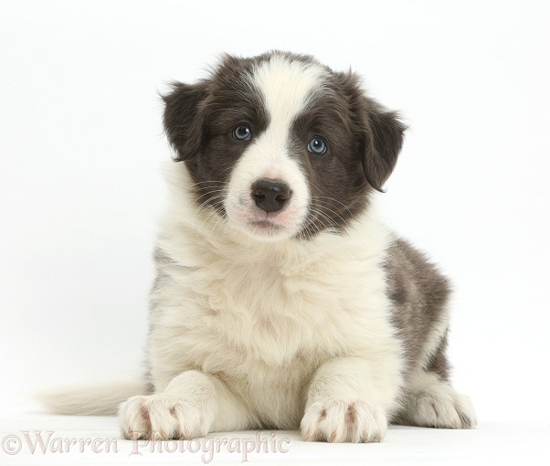 Blue-and-white Border Collie puppy, white background