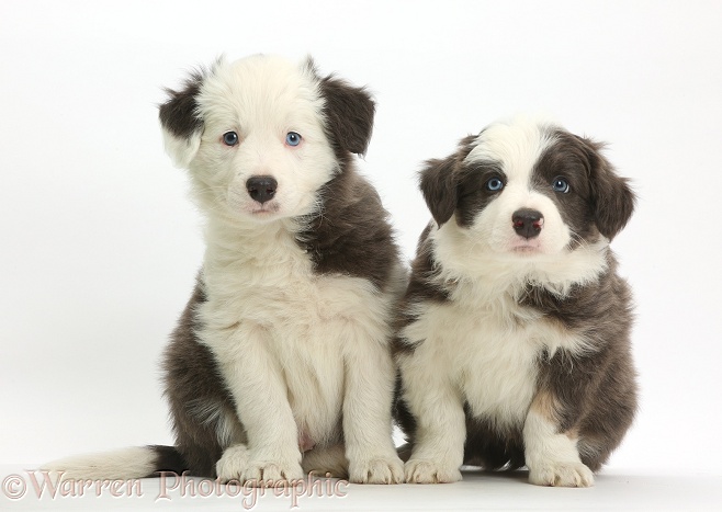 Blue-and-white Border Collie pups, sitting, white background