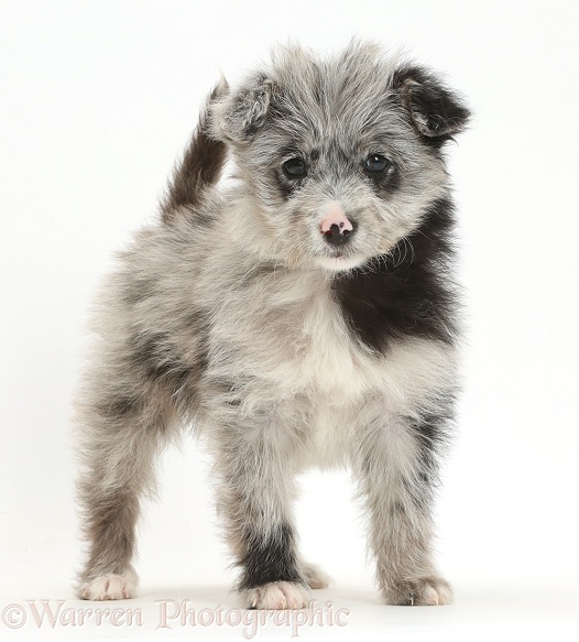 ChiPoo puppy, Roxy, 12 weeks old, standing, white background