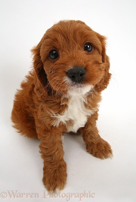 Cavapoo puppy, 6 weeks old, sitting and looking up, white background