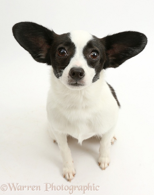 Papillon x Jack Russell Terrier dog, 20 months old, sitting, white background