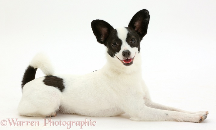 Papillon x Jack Russell Terrier dog, 20 months old, white background