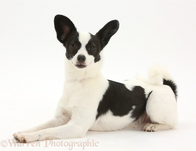 Papillon x Jack Russell Terrier dog, 20 months old, white background