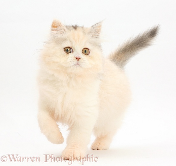 Persian kitten walking, white background
