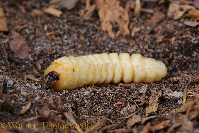 Tanner Beetle (Prionus coriarius) larva about to pupate