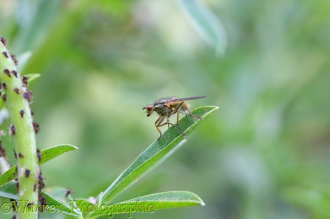 Yellow Dung Fly (Scatophaga stercoraria)