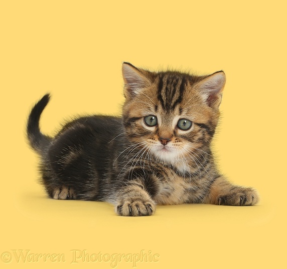 Tabby kitten, 7 weeks old, in playful posture on yellow background, white background