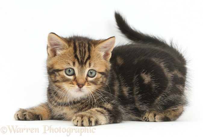 Tabby kitten, 7 weeks old, in playful posture, white background