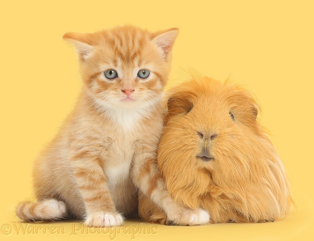 Ginger kitten, 5 weeks old, and Guinea pig, white background