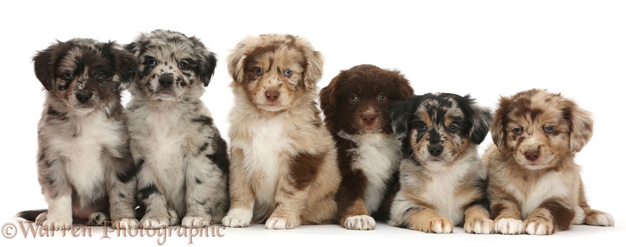 Six Miniature American Shepherd puppies, in a row, white background