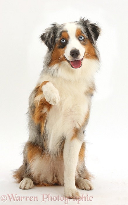 Merle-and-sable Mini American Shepherd presenting a paw, white background