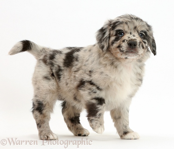 Mini American Shepherd puppy standing, white background