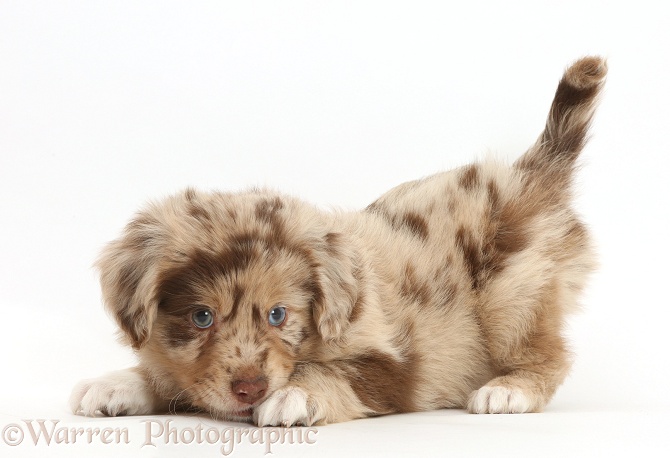 Mini American Shepherd puppy in play-bow, white background