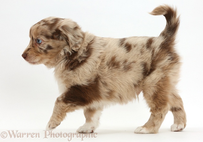 Mini American Shepherd puppy walking across, white background