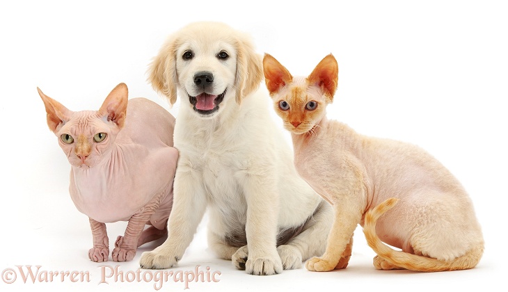 Golden Retriever puppy with Sphynx cat and Devon Rex cat, white background