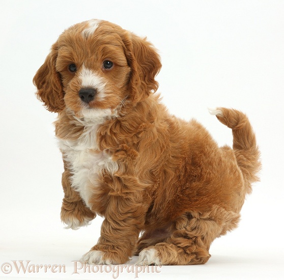 Cute playful Cockapoo puppy, white background